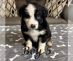 Small #1 Australian Shepherd