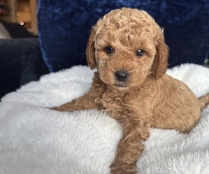 Medium Goldendoodle (Miniature)