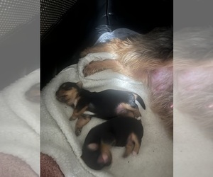 Yorkshire Terrier Dogs for adoption in BRONX, NY, USA
