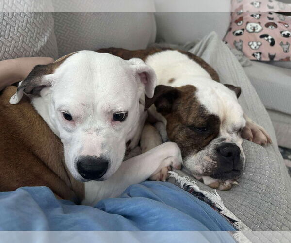 Medium Photo #5 American Bulldog Puppy For Sale in Raleigh, NC, USA