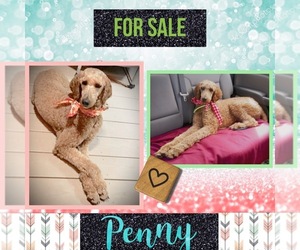Poodle (Standard) Puppy for sale in CULLMAN, AL, USA