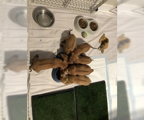 Medium Photo #2 Rhodesian Ridgeback Puppy For Sale in PLAINFIELD, CT, USA