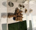 Small Photo #2 Rhodesian Ridgeback Puppy For Sale in PLAINFIELD, CT, USA