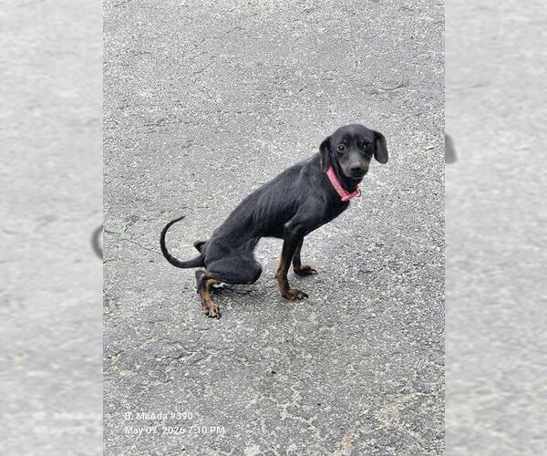 Medium Photo #1 Chihuahua-Unknown Mix Puppy For Sale in San Antonio, TX, USA