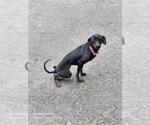 Small Chihuahua Mix