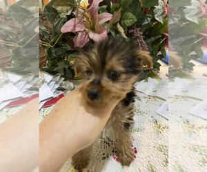 Morkie Puppy for sale in MOUNT CLEMENS, MI, USA