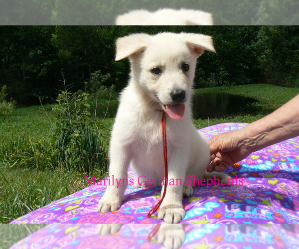 Medium Photo #4 German Shepherd Dog Puppy For Sale in PIEDMONT, MO, USA