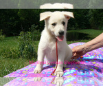 Small #3 German Shepherd Dog