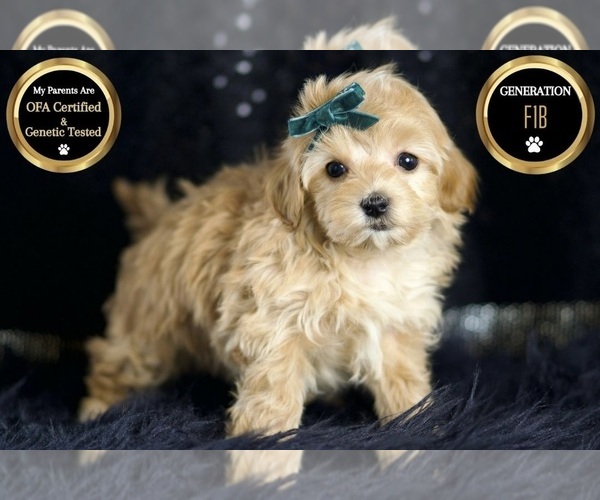 Medium Photo #41 Maltipoo Puppy For Sale in WARSAW, IN, USA