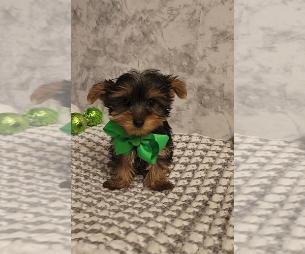 Medium Photo #3 Yorkshire Terrier Puppy For Sale in INDIANAPOLIS, IN, USA