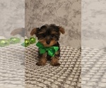 Small #2 Yorkshire Terrier