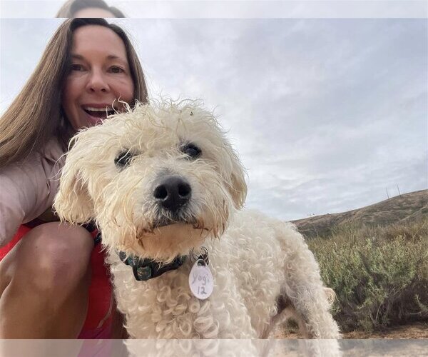 Medium Photo #3 Poodle (Miniature) Puppy For Sale in  Ramona, CA, USA