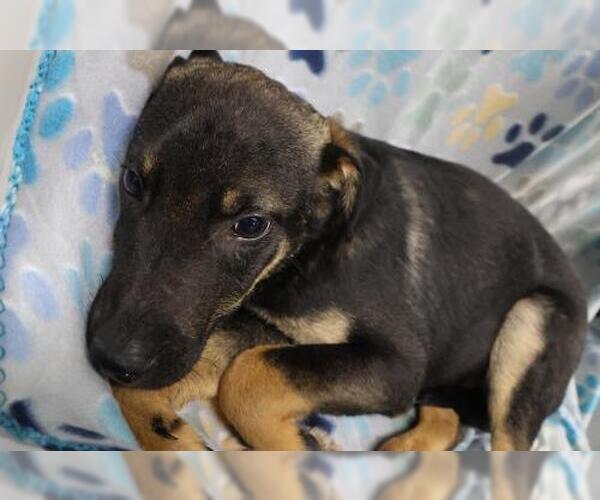 Medium Photo #1 Mutt Puppy For Sale in Thief River Falls, MN, USA