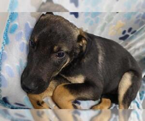 Mutt Dogs for adoption in Thief River Falls, MN, USA