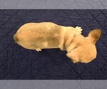 Small #4 French Bulldog