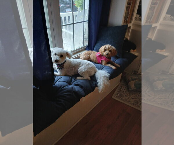 Medium Photo #3 Poodle (Miniature)-Unknown Mix Puppy For Sale in Garner, NC, USA