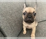 Small Photo #7 French Bulldog Puppy For Sale in COTATI, CA, USA