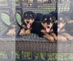 Small Photo #7 Airedale Terrier Puppy For Sale in JOSHUA, TX, USA