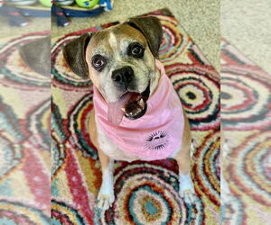 Ebba - Silver Heart - Female Boxer Dog for Adoption - Photo #6