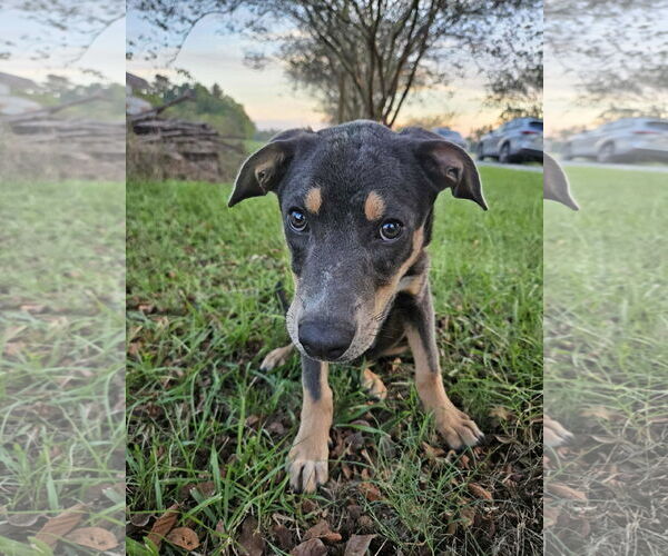 Medium Photo #5 Feist Terrier-Unknown Mix Puppy For Sale in Wakefield, RI, USA