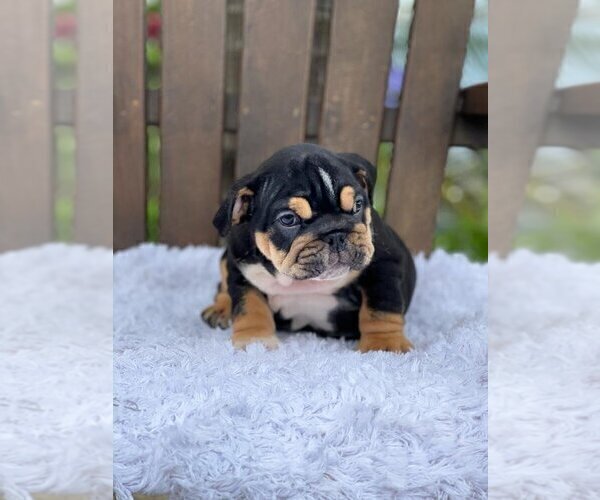 Medium Photo #1 Bulldog Puppy For Sale in CLEVELAND, OH, USA