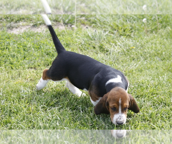 Medium Photo #6 Basset Hound Puppy For Sale in MEMPHIS, MO, USA