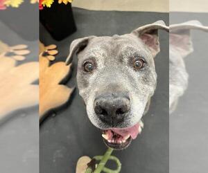 Medium American Pit Bull Terrier-Labrador Retriever Mix