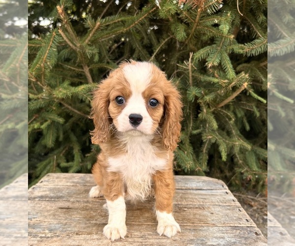 Medium Photo #2 Cavalier King Charles Spaniel-Miniature Bernedoodle Mix Puppy For Sale in MIDDLEBURY, IN, USA