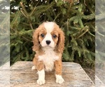 Small #1 Cavalier King Charles Spaniel-Miniature Bernedoodle Mix
