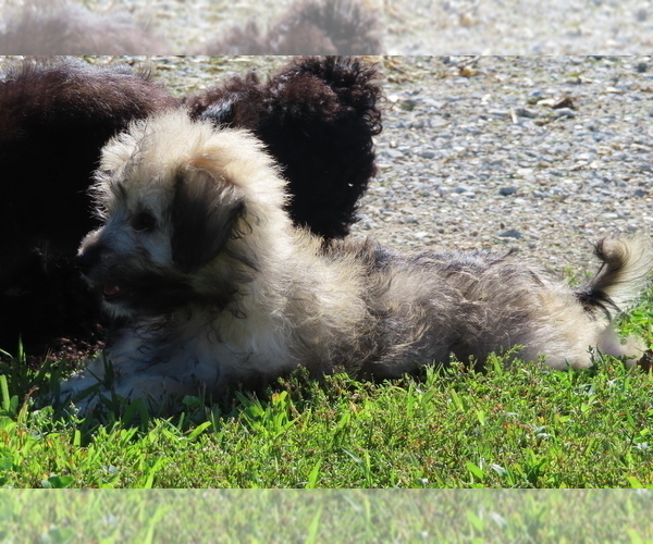 Medium Photo #10 Pookimo Puppy For Sale in MEMPHIS, MO, USA