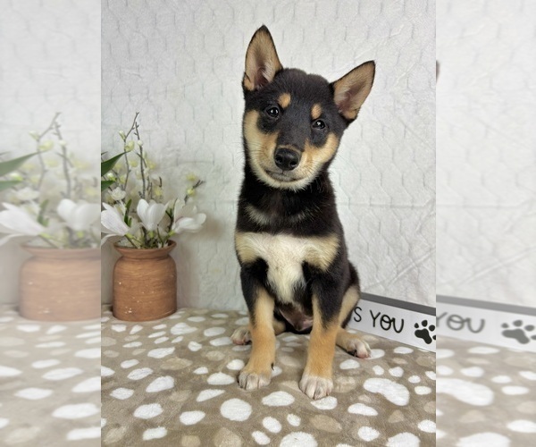 Medium Photo #5 Shiba Inu Puppy For Sale in INDIANAPOLIS, IN, USA