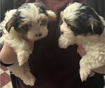 Small #6 Yorkshire Terrier