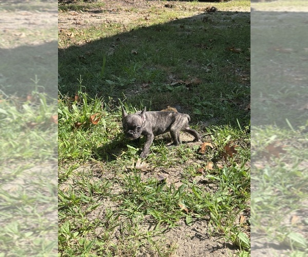 Medium Photo #1 French Bulldog Puppy For Sale in MILLVILLE, NJ, USA