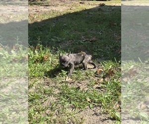Medium French Bulldog
