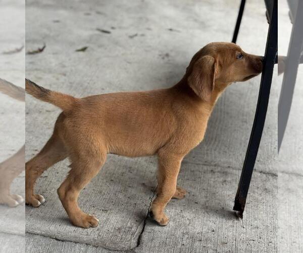 Medium Photo #2 Labbe Puppy For Sale in Yardley, PA, USA