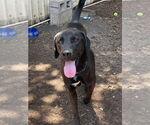 Small Chocolate Labrador retriever-Labrador Retriever Mix