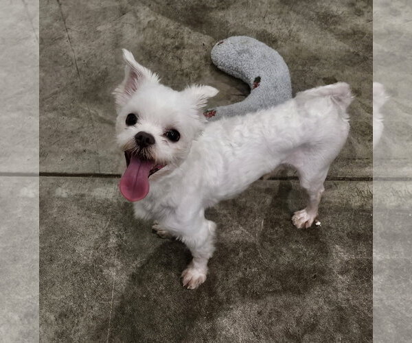 Medium Photo #3 Maltese Puppy For Sale in Agoura Hills, CA, USA