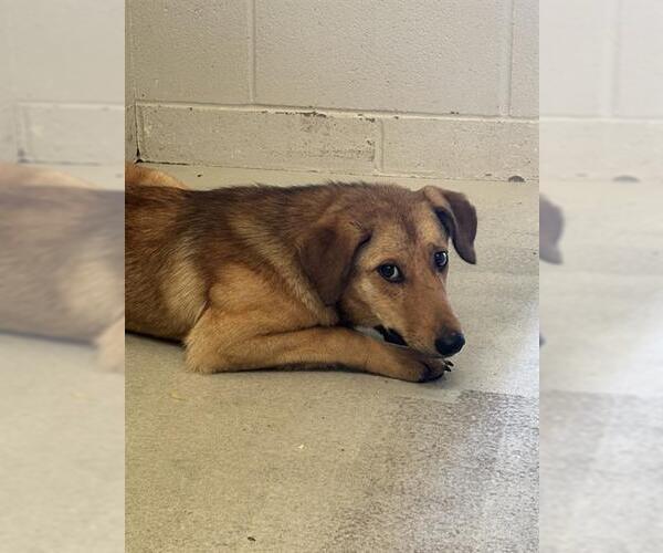 Medium Photo #1 Carolina Dog Puppy For Sale in Rosenberg, TX, USA