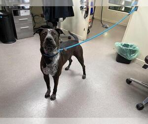 Australian Kelpie Dogs for adoption in Pasadena, CA, USA