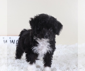 Aussiedoodle Toy Puppy for sale in MOUNT VERNON, OH, USA
