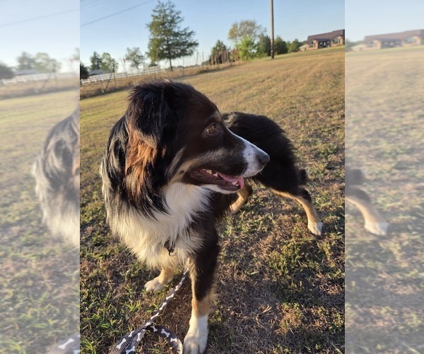 Medium Photo #6 Miniature Australian Shepherd Puppy For Sale in WILLS POINT, TX, USA