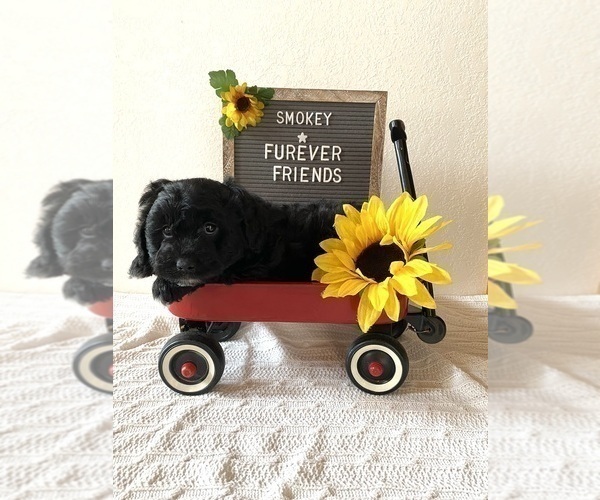 Medium Photo #5 Aussiedoodle Miniature  Puppy For Sale in BLOOMFIELD, IN, USA