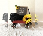 Small Photo #5 Aussiedoodle Miniature  Puppy For Sale in BLOOMFIELD, IN, USA