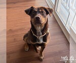 Small #3 Beagle Mix
