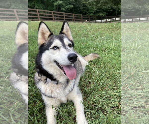 Medium Photo #3 Siberian Husky Puppy For Sale in Cumming, GA, USA