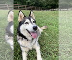 Small #2 Siberian Husky