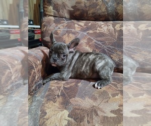 French Bulldog Puppy for sale in LAMAR, MS, USA