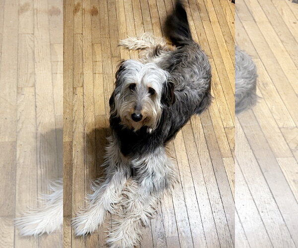 Medium Photo #1 Labradoodle Puppy For Sale in Doylestown, PA, USA