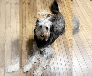 Labradoodle Dogs for adoption in Doylestown, PA, USA