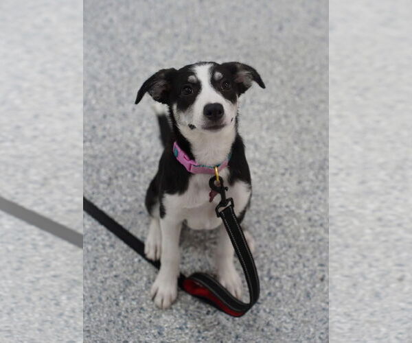 Medium Photo #6 Australian Shepherd-Unknown Mix Puppy For Sale in Grafton, WI, USA